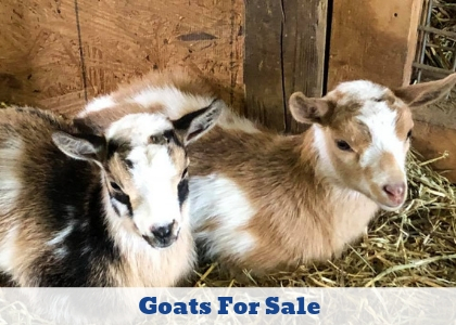 free baby goats for sale near me